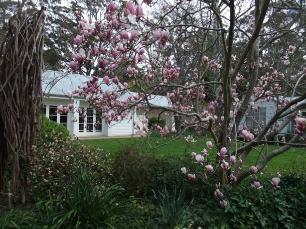 Sturt-Gallery-magnolia